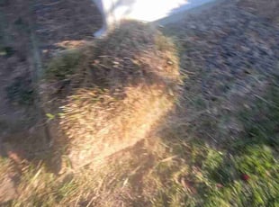 Bush Trimming by Delbert Jones for Marian E. in Boise, ID