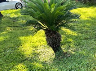Bush Trimming by Roberto Pena for Rusty S. in Spring, TX