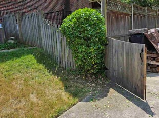 Bush Trimming by Rose Valle for Kayla L. in Alexandria, VA