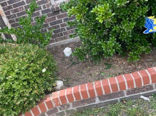 Andrew G.'s Flower Bed Weeding service result