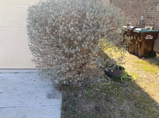 Bush Trimming by Bradley Matthiesen for Danielle E. in Boerne, TX