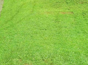 John C.'s Grass Cutting service result