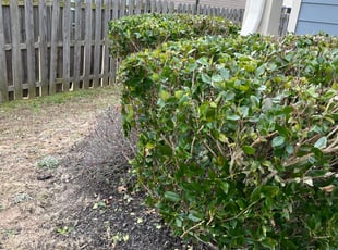 Bush Trimming by Drake Owens for Krishner P. in Fairburn, GA