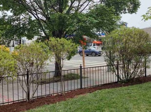 Bush Trimming by Allan Roberts for Ken W. in Washington, DC