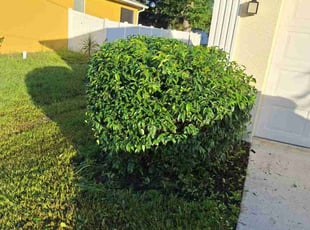 Bush Trimming by Sterlinne Jerome for Katie R. in North Port, FL