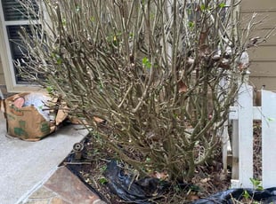 Bush Trimming by Andre Jefferson for Charis c. in Conyers, GA