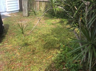 Weeding by Joseph Dinsmore for Max S. in Lantana, FL