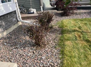 Bush Trimming by Riley Harris for Bobby W. in Commerce City, CO
