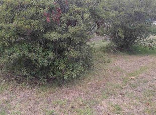 Bush Trimming by Rodney Thibodeaux for james l. in Central, LA