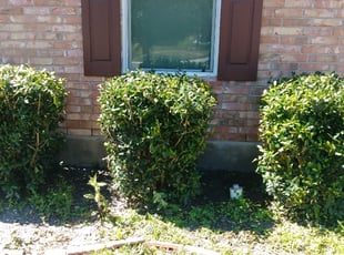 Bush Trimming by JackieAnn Talley for Nancy C. in San Antonio, TX