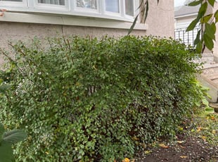 Bush Trimming by Robert Euson for Lacy D. in Syracuse, NY