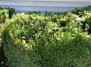 Bush Trimming by Paul Handley for Kaylee H. in Tulsa, OK