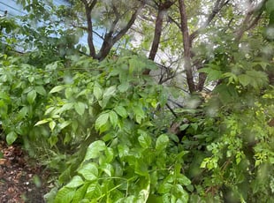 Cleanups by Connor Doyle for Deanna D. in Saint Paul, MN