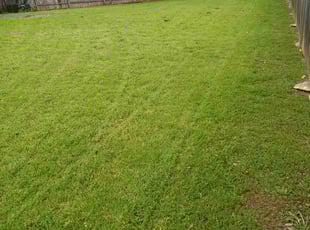 Raul R.'s Lawn Mowing service result