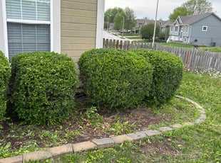 Bush Trimming by Shawn Byers for Kora N. in Kansas City, MO