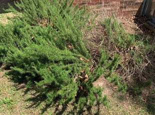 Cleanups by Leroy Williams for Dorothy M. in Columbia, SC
