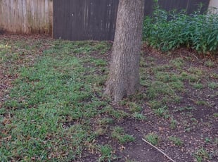 Leaf Removal by Josue Perez Rios for Karl J. in Austin, TX