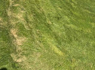 Cleanups by Garrett Leger for Cindi A. in Colorado Springs, CO
