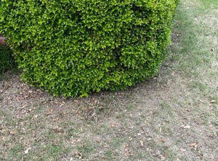 Bush Trimming by Jamal Williams for Mark W. in Memphis, TN