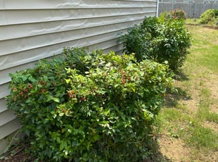 Bush Trimming by Ron Goldshmid for Jason W. in Monroe, NC