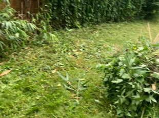 Landscaping by Carlos Polanco for Erin W. in Washington, DC