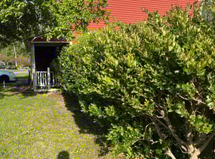 Bush Trimming by Christopher Hatfield for Victor H. in Virginia Beach, VA