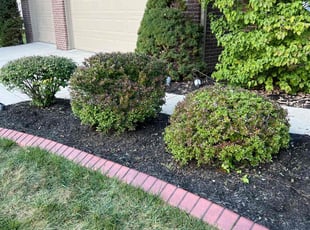Bush Trimming by Oscar Bustos for Ronald C. in Indianapolis, IN
