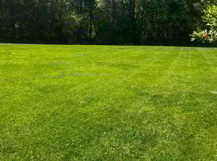 Beth H.'s Lawn Service service result