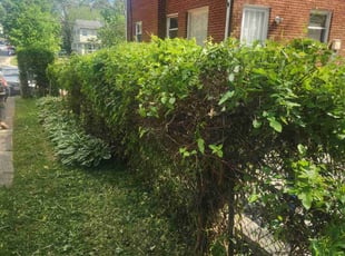 Bush Trimming by Bartolo Alvarez for Angela M. in Silver Spring, MD