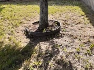 Bush Trimming by Wilmer Padilla for Mir I. in Anna, TX