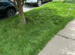 Cleanups by Tom Davis for Justice M. in Denver, CO