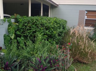 Bush Trimming by Mike Diaz for Julie M. in Orlando, FL