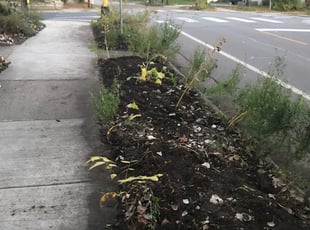 Leaf Removal by Ian Canfield for Kelly A. in Minneapolis, MN