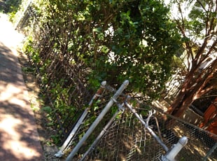 Bush Trimming by Aujuan Marshall for Jennifer G. in Washington, DC