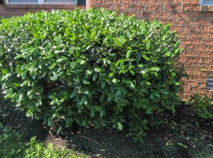 Bush Trimming by Michael Weaver for Catherine C. in Mt. Juliet, TN