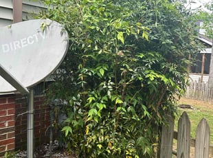 Bush Trimming by Darius Todd for Rachelle L. in Raleigh, NC
