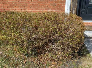 Bush Trimming by Courtland Davis for Brandy R. in Duluth, GA