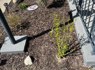 Weeding by Jay Baker for Pam C. in Lorain, OH