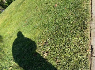 Darien H.'s Lawn Mowing service result