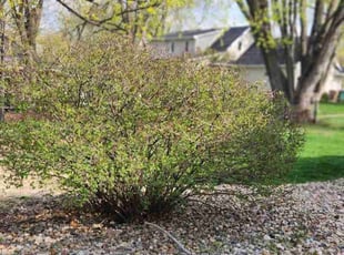 Bush Trimming by Jeremy Parmenter for Sabrina S. in Urbandale, IA