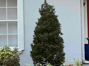 Bush Trimming by Joseph Clark for Pam D. in Winter Park, FL