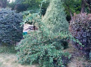 Bush Trimming by Brandon Hill for Ryan W. in Portland, OR
