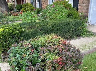 Bush Trimming by Jason Scott for Gregory P. in Gaithersburg, MD