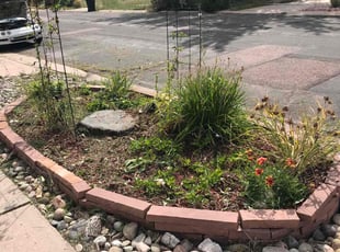 Weeding by Chris Clark for Brittany N. in Colorado Springs, CO