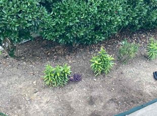 Weeding by Almonte Marshall for Carolina T. in Durham, NC