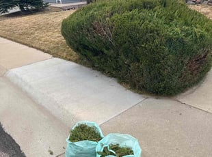 Bush Trimming by Mohamed Hassan Jimenez for Deborah K. in Castle Rock, CO