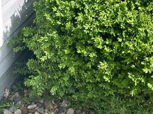 Bush Trimming by Emanuel Johnson for Clyde S. in Omaha, NE