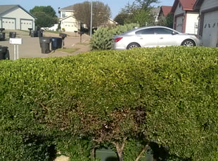 Bush Trimming by Gralin Johnson for 5030 Mountian Spring Trl. 76123 g. in Fort Worth, TX