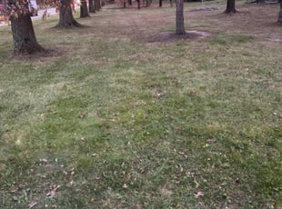 Leaf Removal by Julio Luciano for Richard A. in North Wales, PA