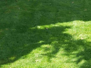 Danielle S.'s Lawn Care service result